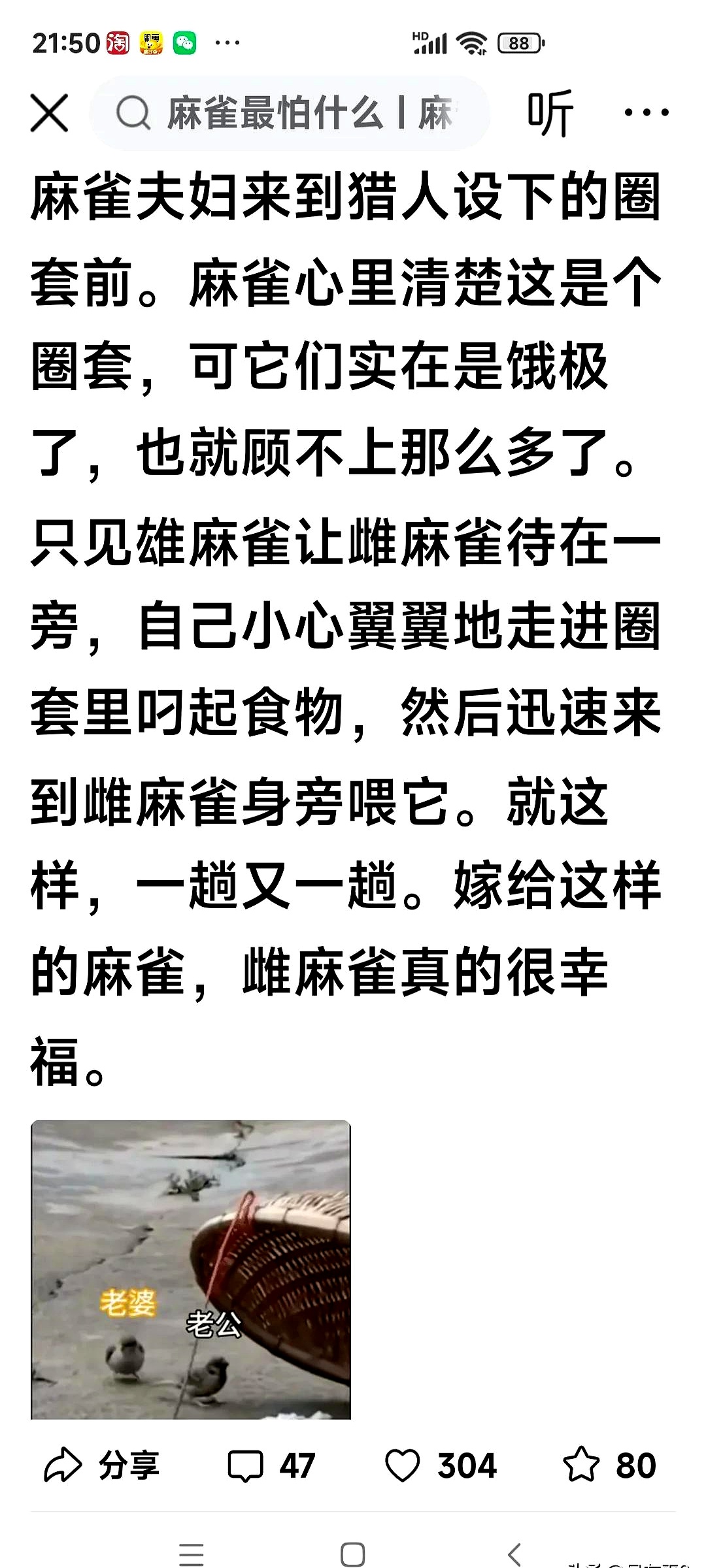 死鸟讲的是什么故事